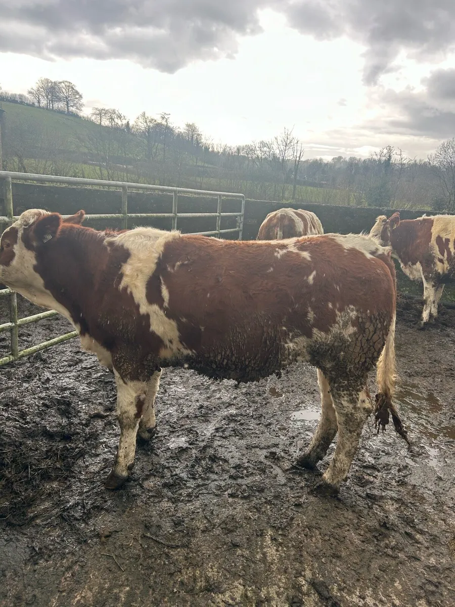 4 SIM Breeding Heifers - Image 2