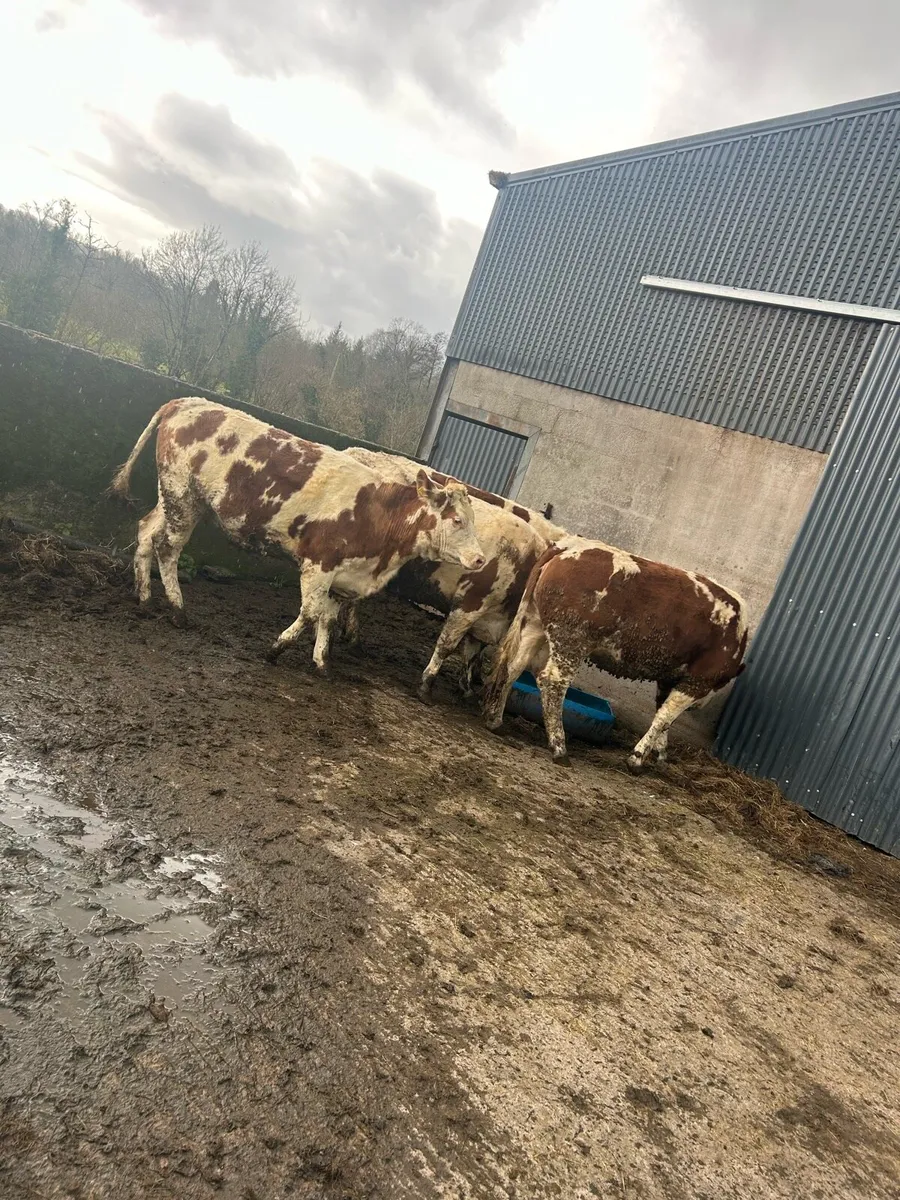 4 SIM Breeding Heifers - Image 4