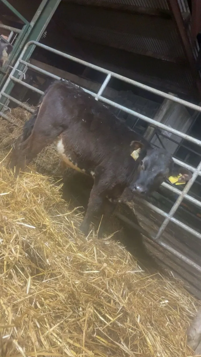 5 Reared Calves 🍀 - Image 1