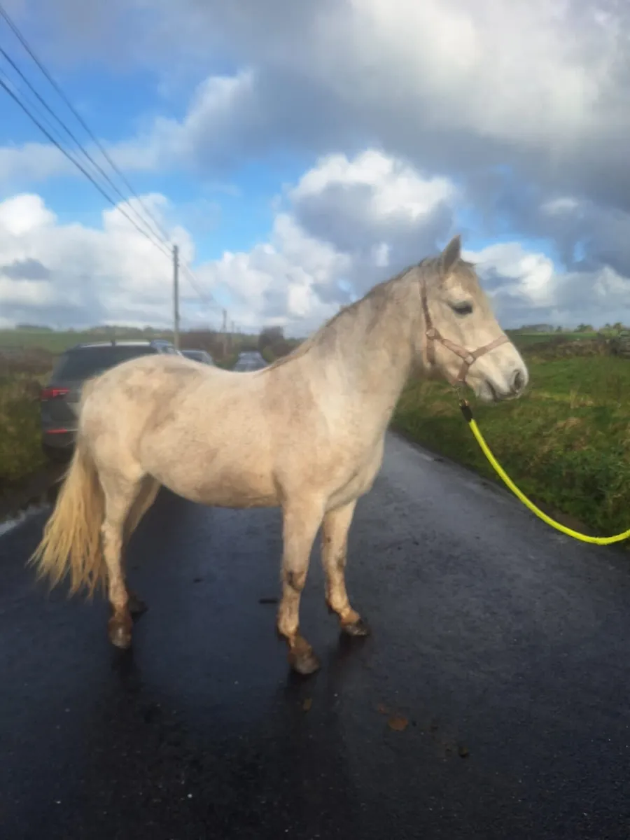 Connemara mare in foal to Vancouver - Image 1