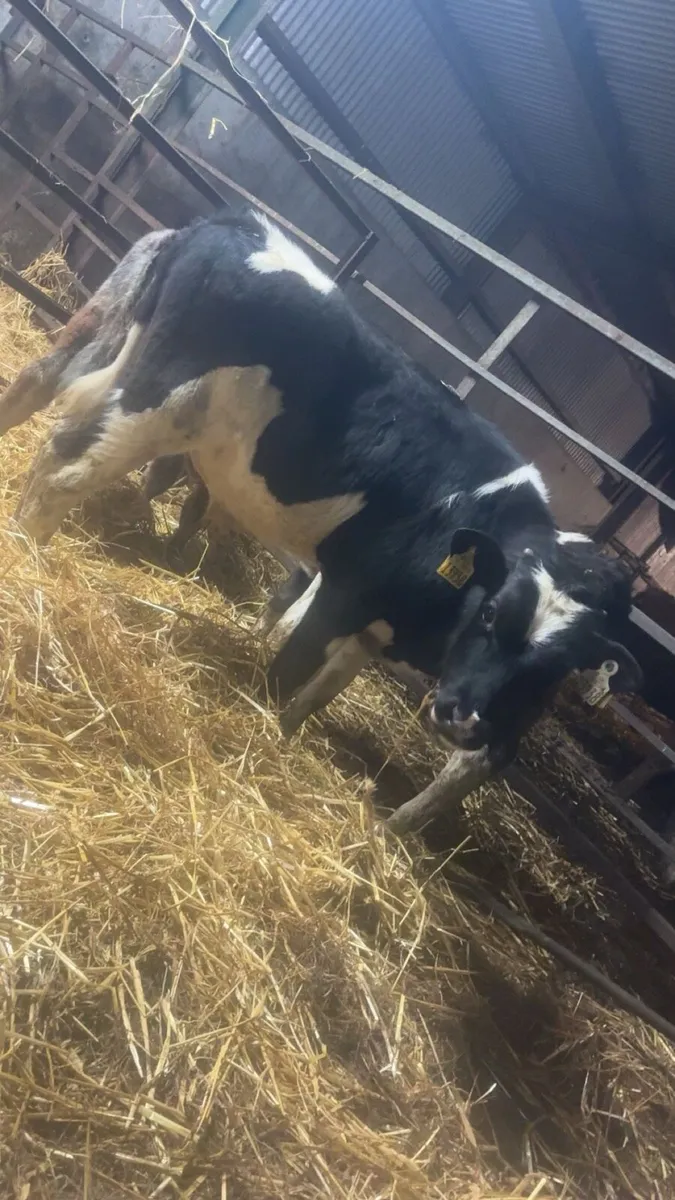 5 Reared Calves 🍀 - Image 2