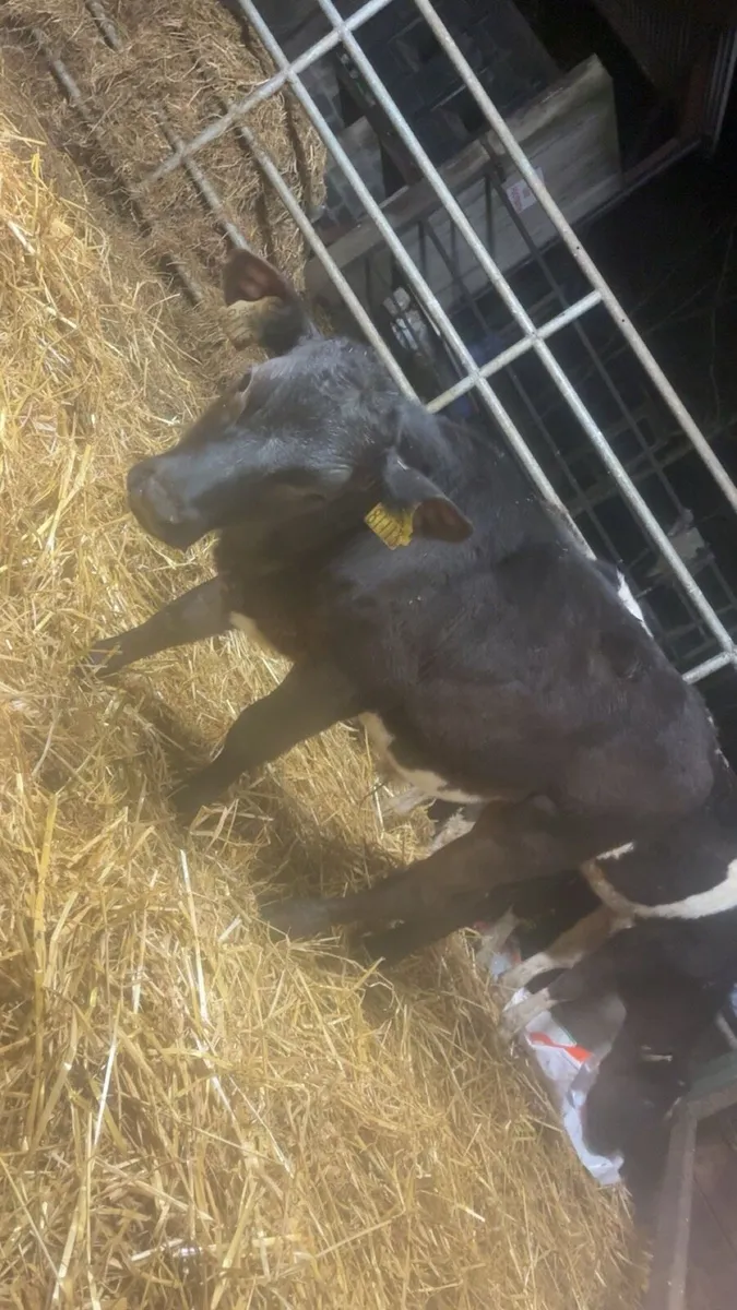 5 Reared Calves 🍀 - Image 4