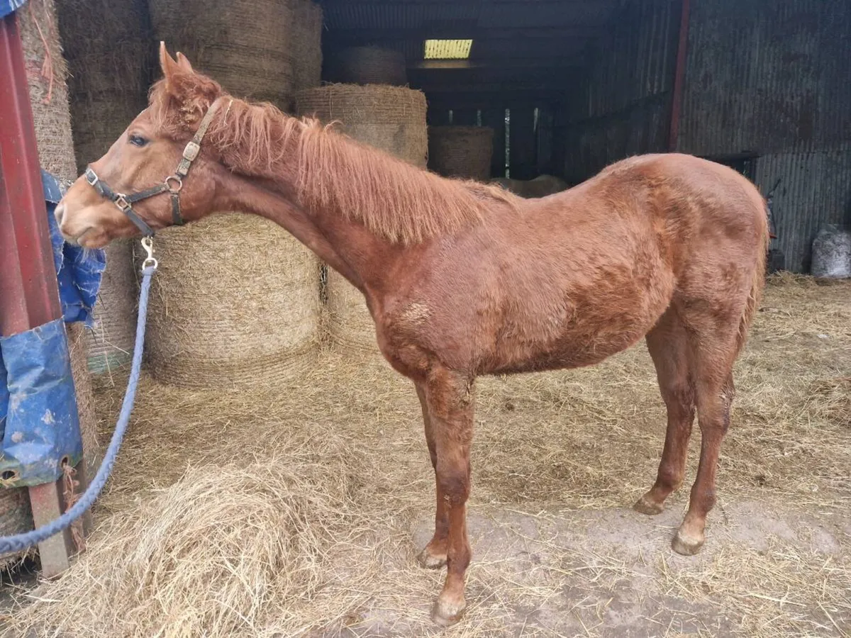 YEARLING COLT TIH☘️ - Image 1