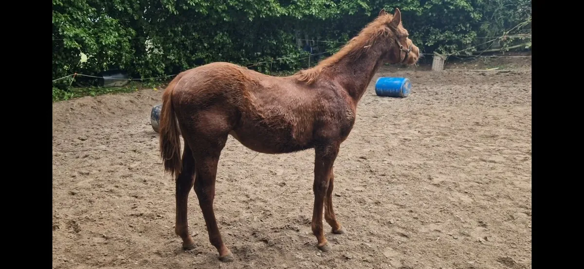 YEARLING COLT TIH☘️ - Image 3