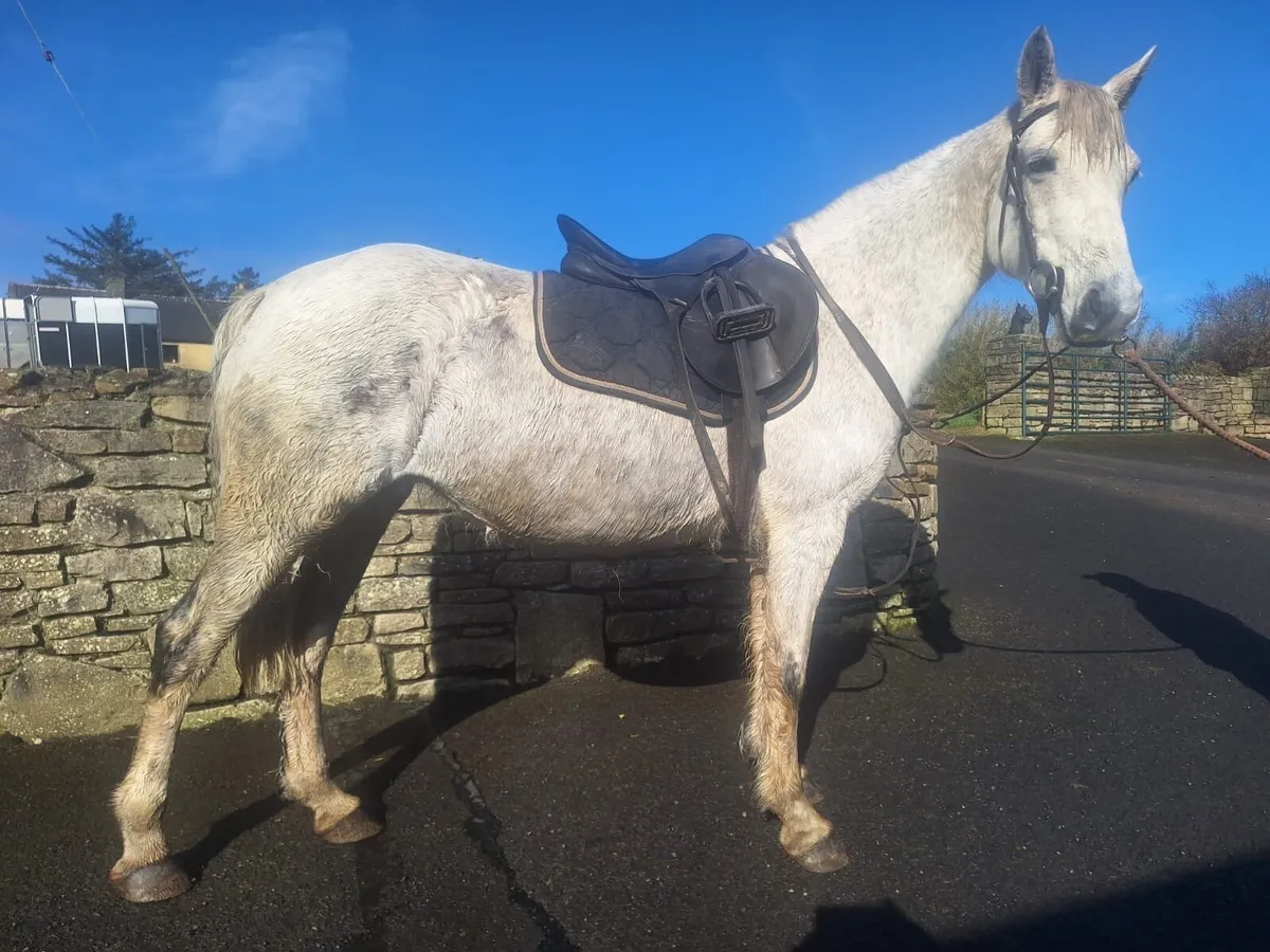 Connemara mare in foal to Vancouver - Image 2