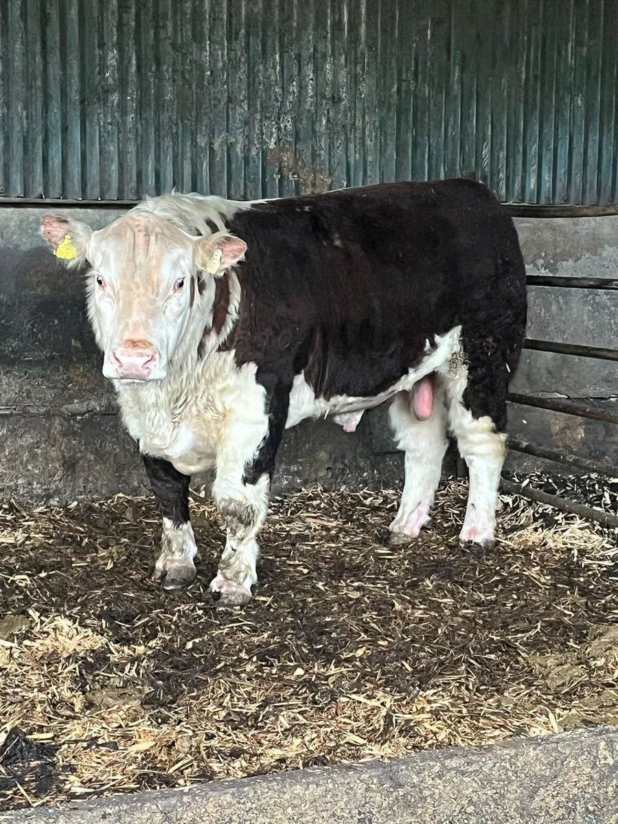 Hereford bulls in Kilkenny Wednesday - Image 1