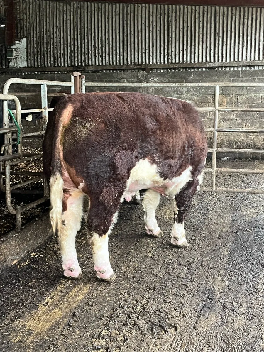 Hereford bulls in Kilkenny Wednesday - Image 3