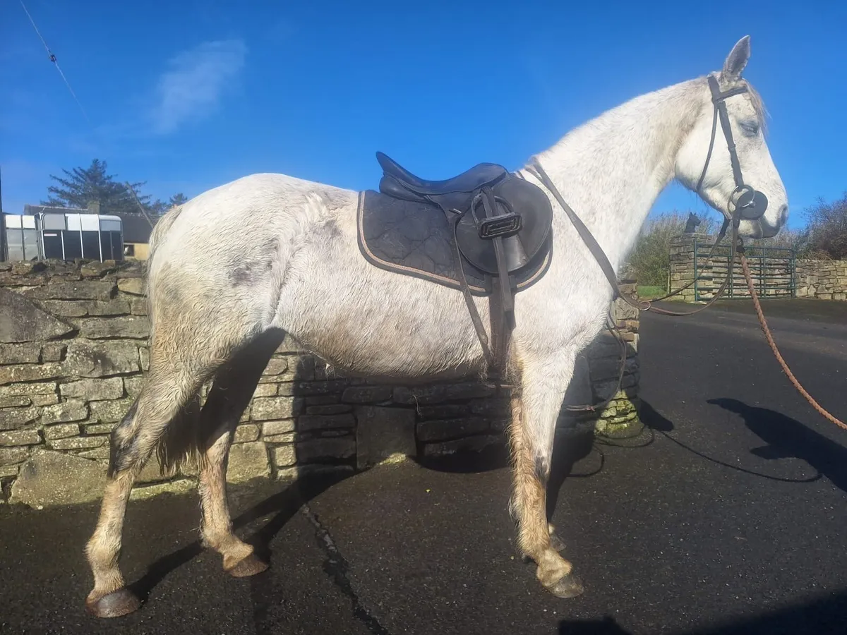 Connemara mare in foal to Vancouver - Image 3