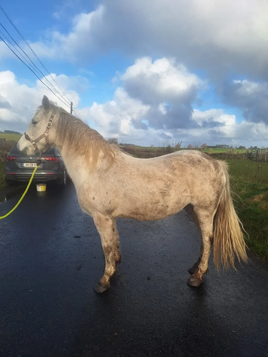 Connemara mare in foal to Vancouver - Image 4