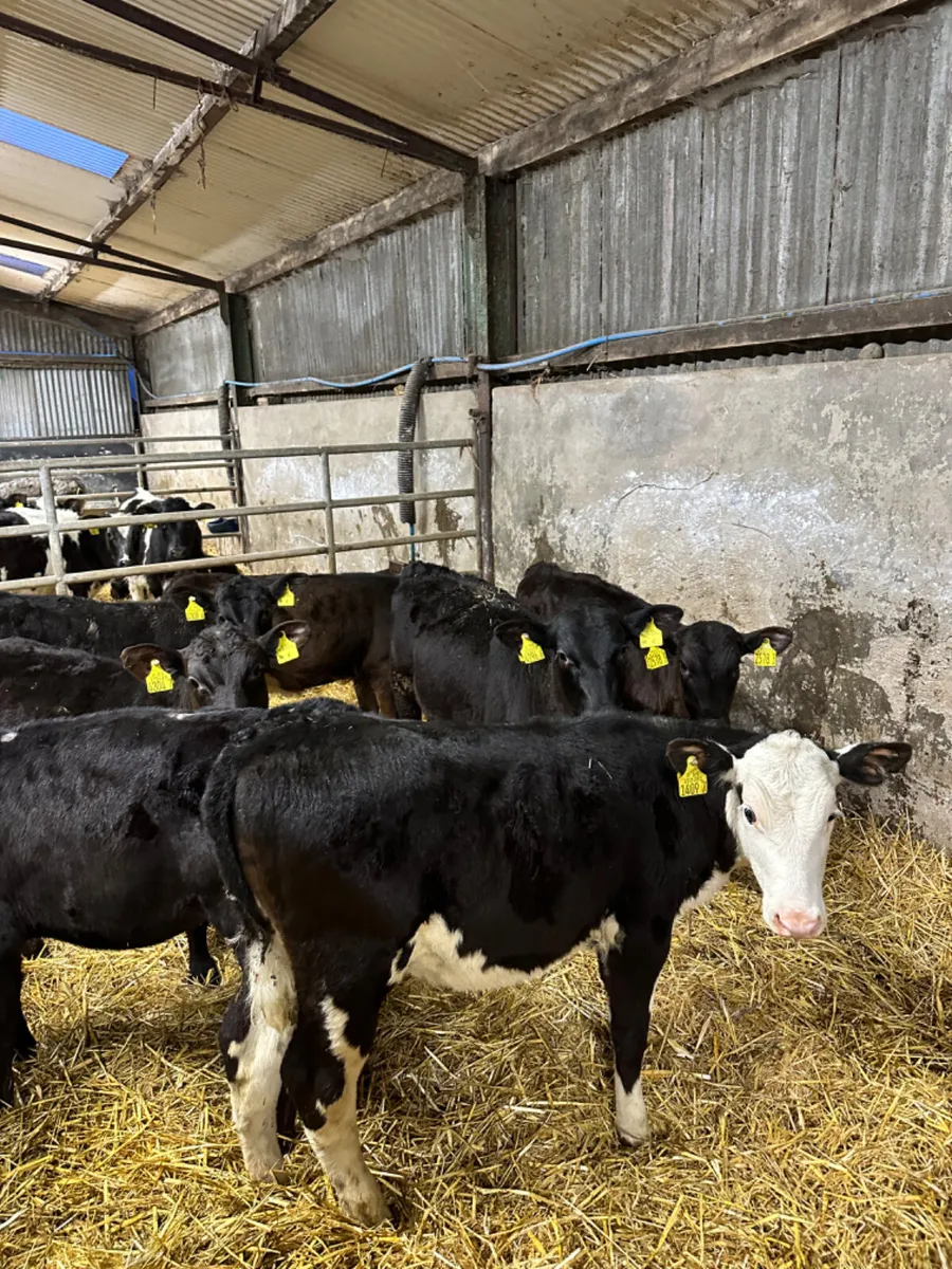 Angus and Hereford heifers - Image 3