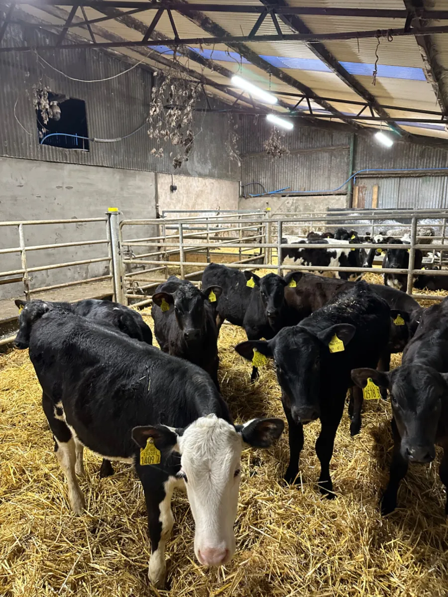 Angus and Hereford heifers - Image 4