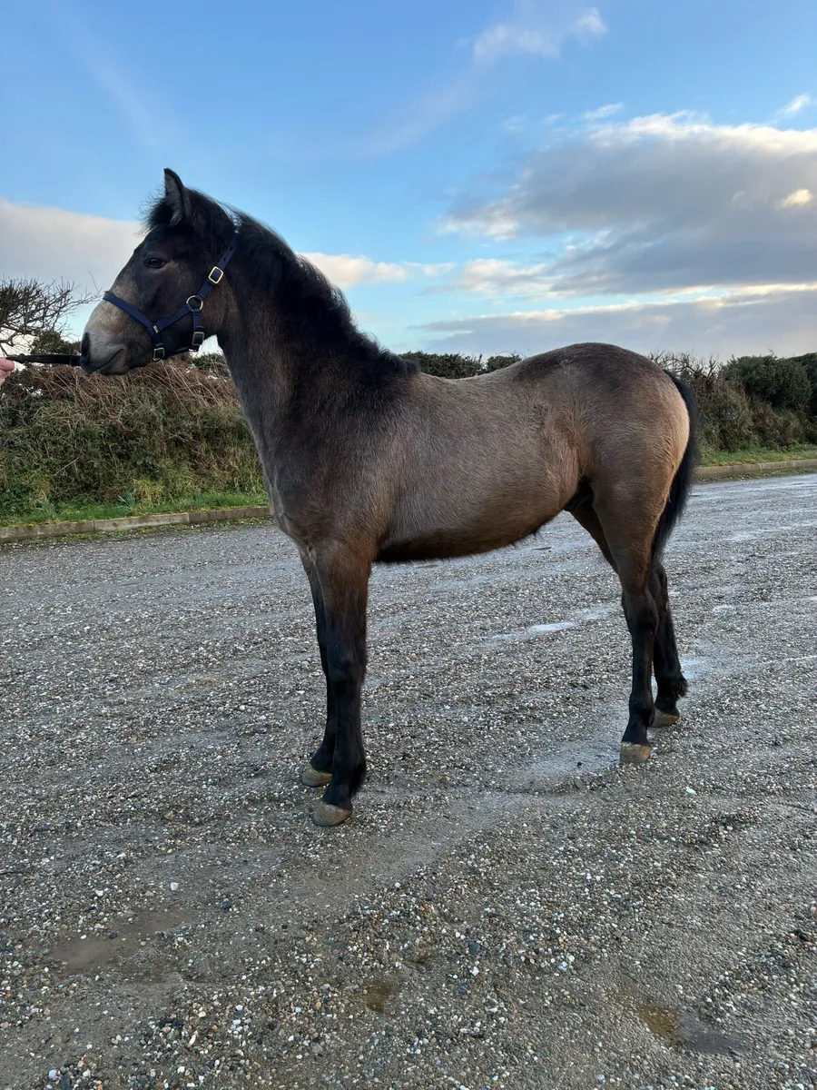 Connemara Colt Foal - Image 2
