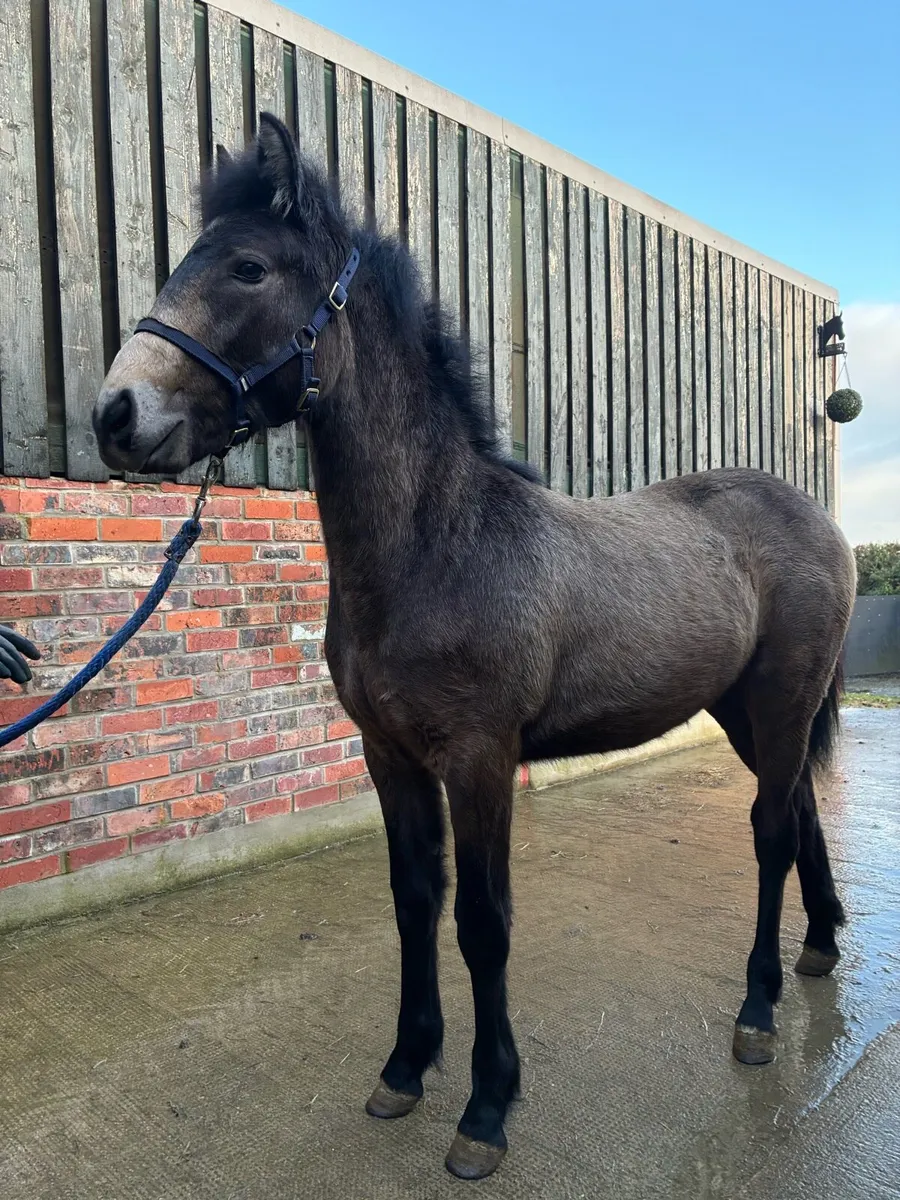 Connemara Colt Foal - Image 3