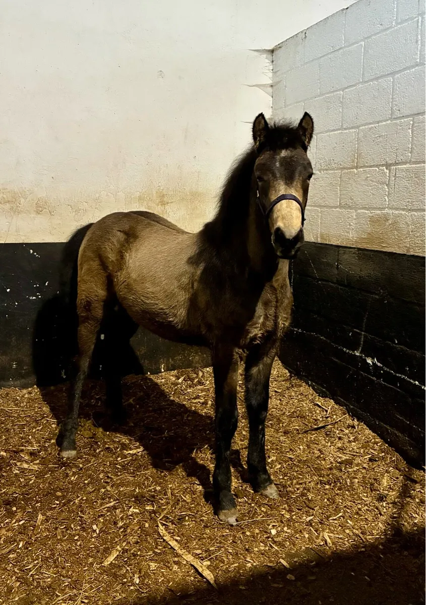 Connemara Colt Foal - Image 4