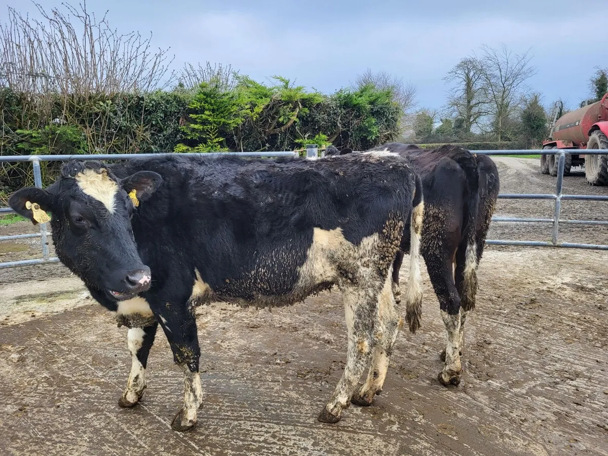 Dry empty cows - Image 4