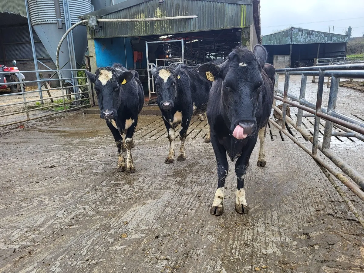 Dry empty cows - Image 1