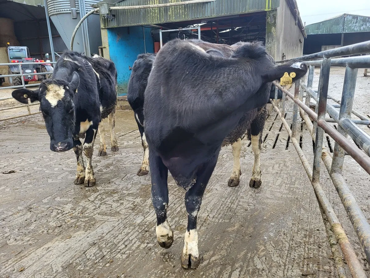 Dry empty cows - Image 2