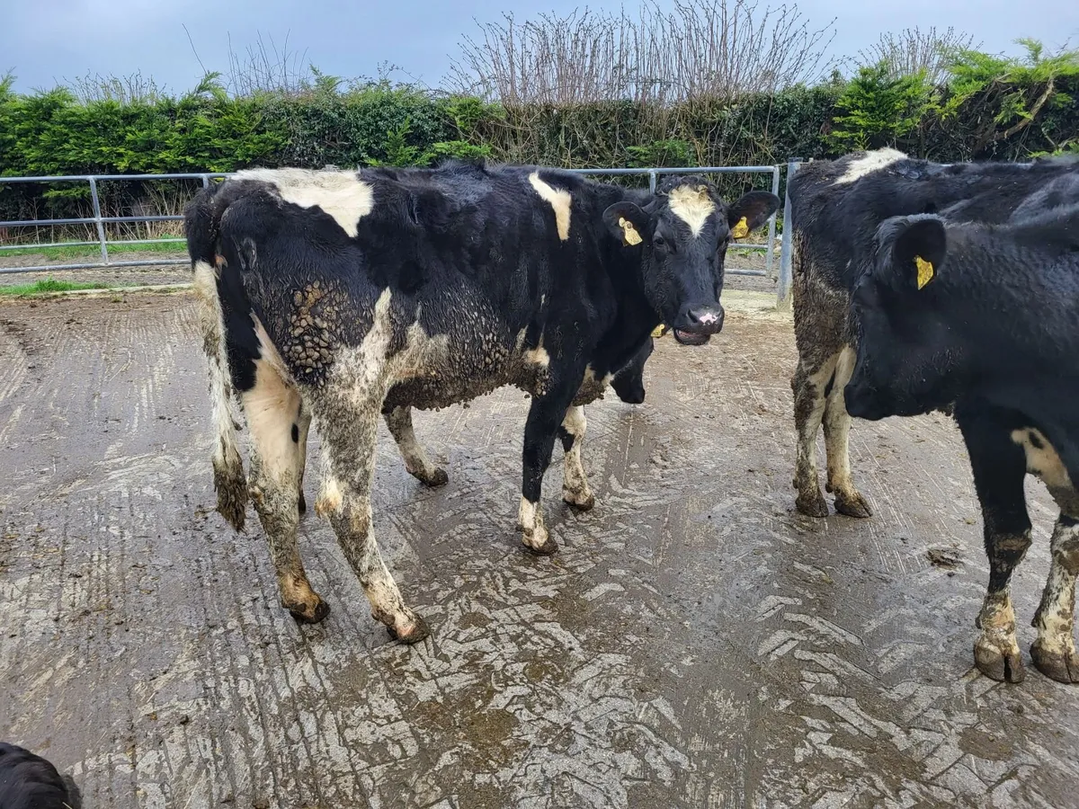 Dry empty cows - Image 3