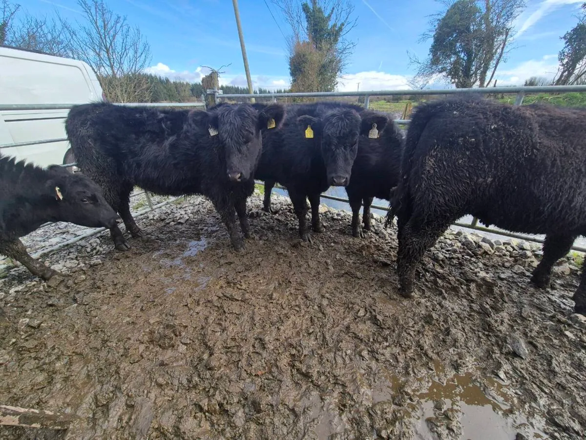 Pedrigee Angus Heifers - Image 2