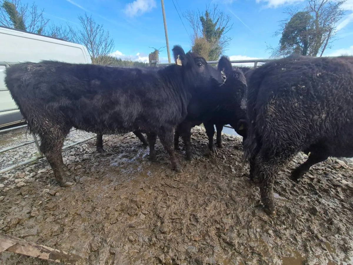 Pedrigee Angus Heifers - Image 3
