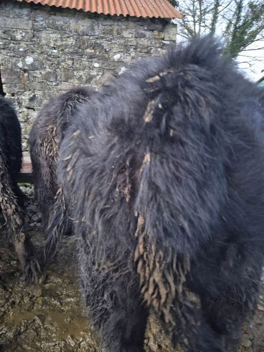Pedrigee Angus Heifers - Image 4