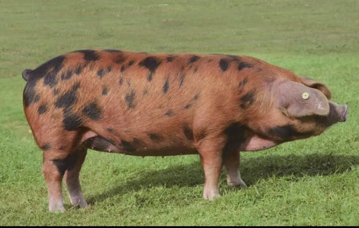 Oxford sandy and black boar