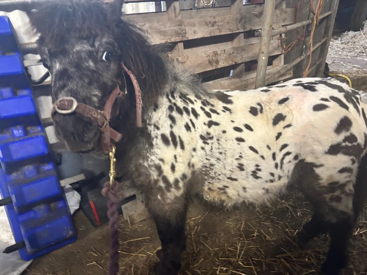 Miniature Appaloosa mini colt - Image 3