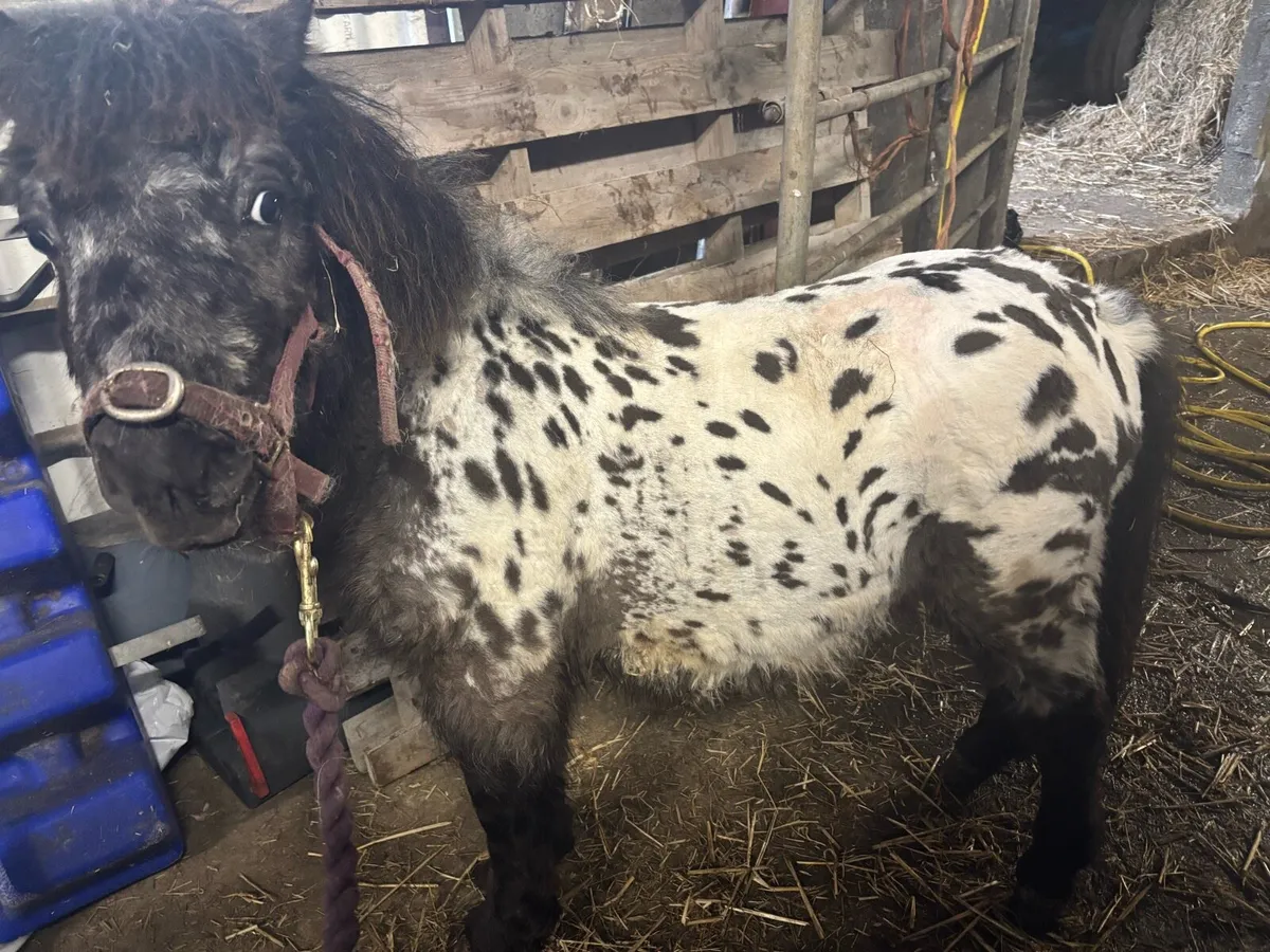 Miniature Appaloosa mini colt - Image 1