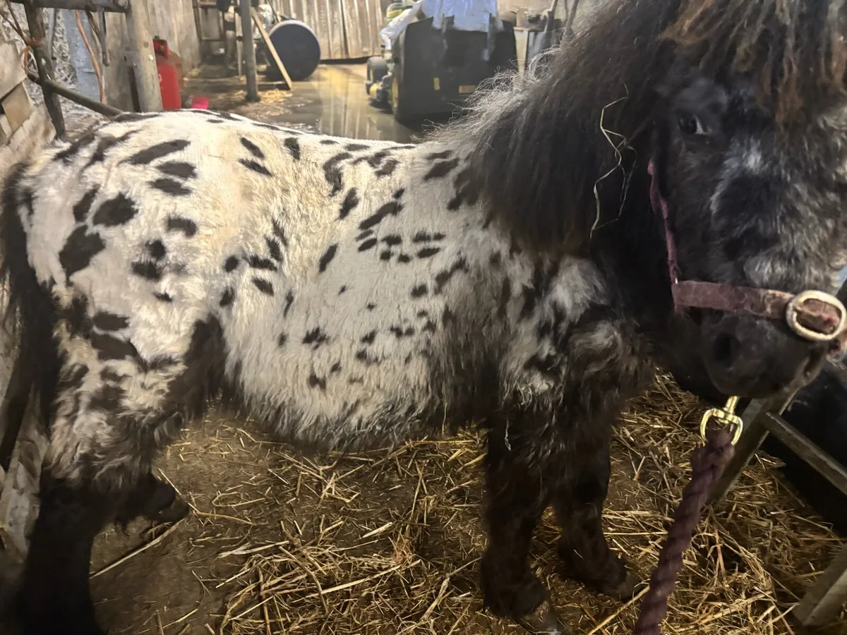 Miniature Appaloosa mini colt - Image 2