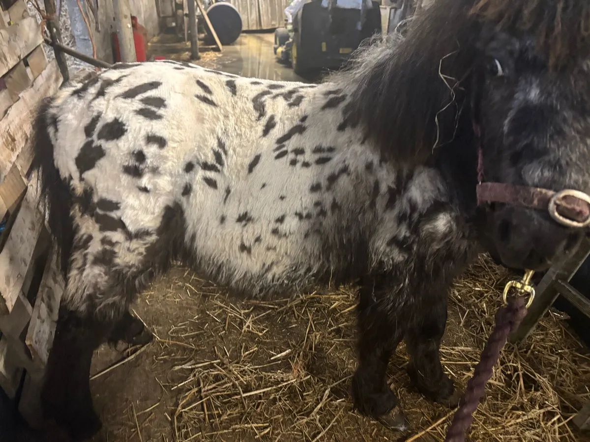 Miniature Appaloosa mini colt - Image 4