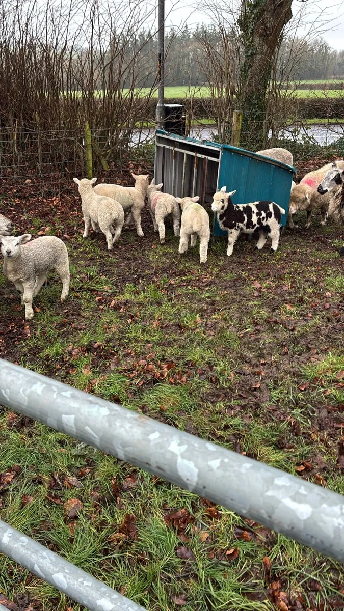 Ewes and lambs - Image 1