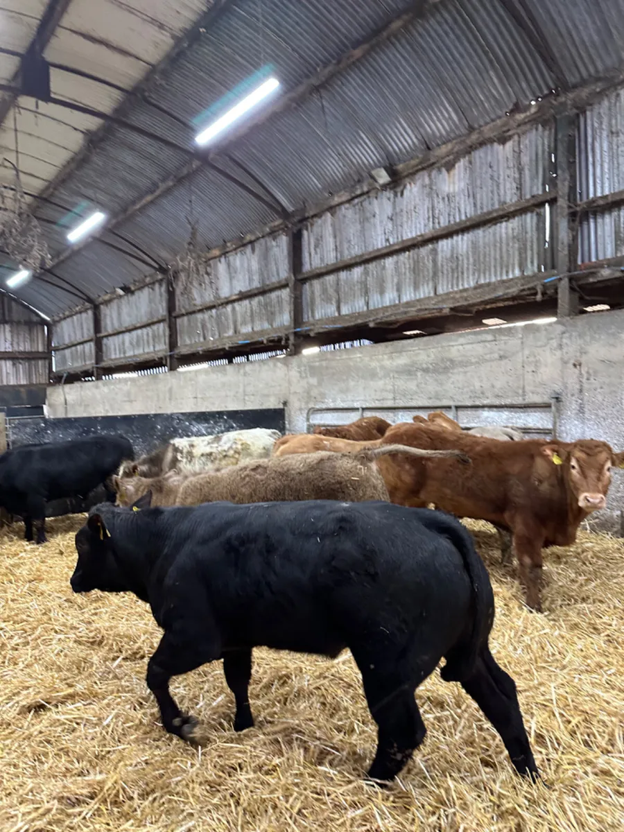 Charolais lim and blue bullocks - Image 4