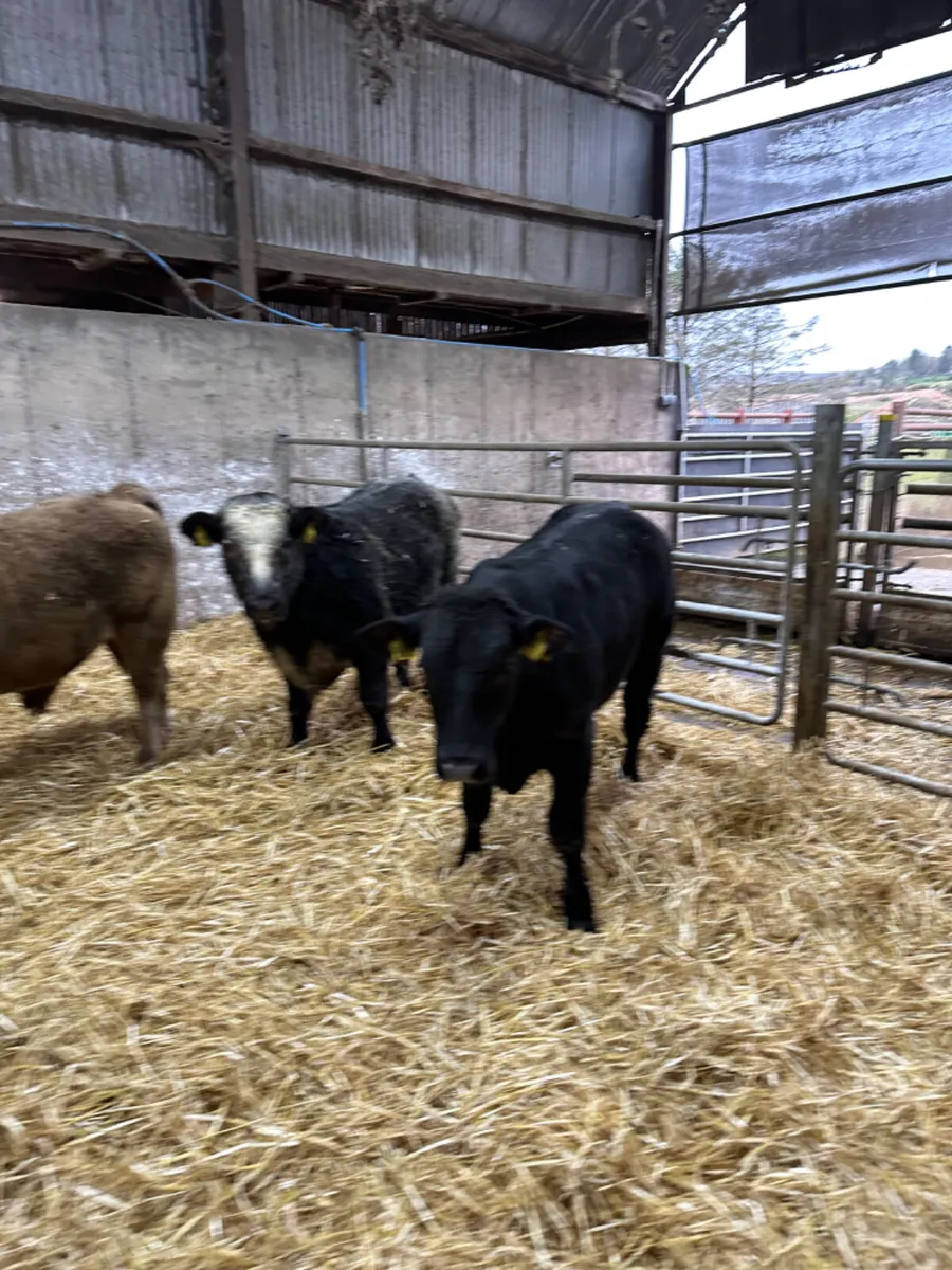 Charolais lim and blue bullocks - Image 3