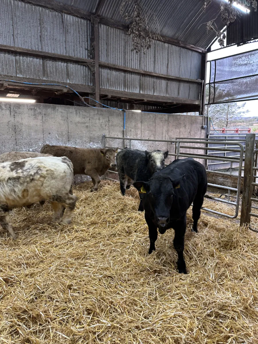 Charolais lim and blue bullocks - Image 1
