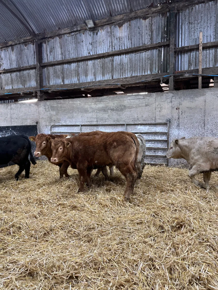 Charolais lim and blue bullocks - Image 2