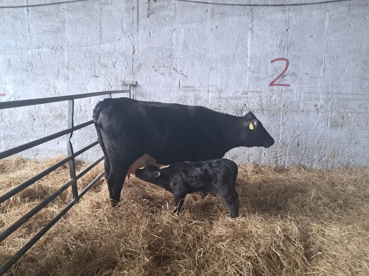 Calved aa heifer - Image 2