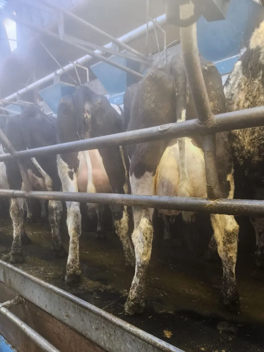 Dairy Sale Thur 19th March at 12 noon Bandon Mart - Image 1