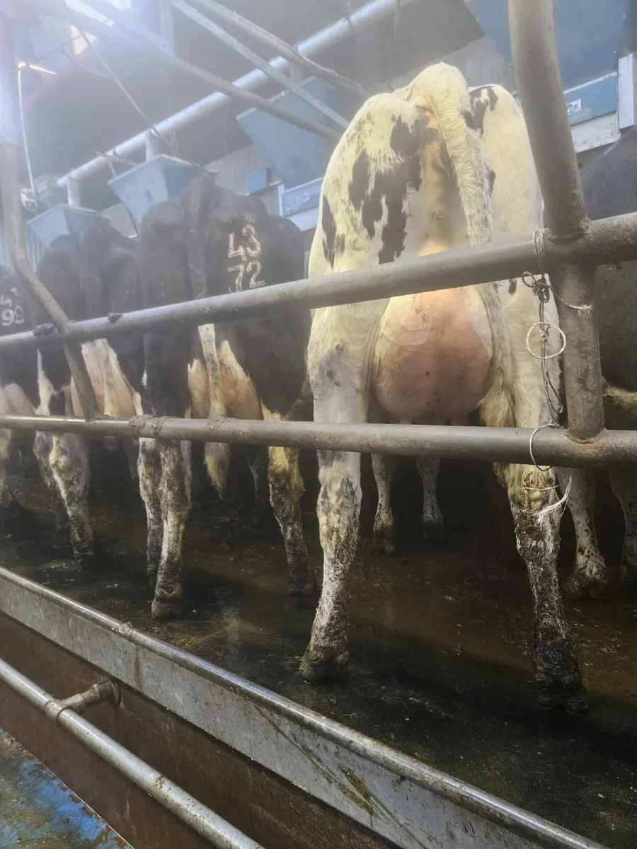 Dairy Sale Thur 19th March at 12 noon Bandon Mart - Image 2