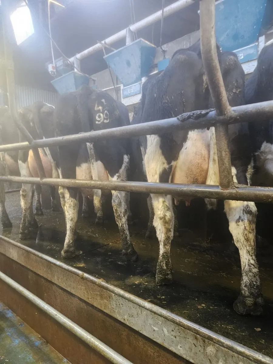 Dairy Sale Thur 19th March at 12 noon Bandon Mart - Image 3