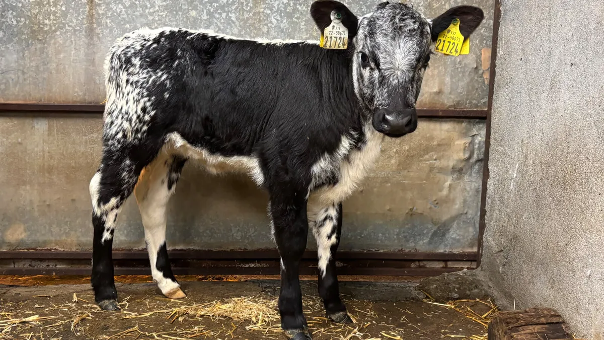 ⭐️ Super Speckled Park Heifer Calf ⭐️ - Image 3