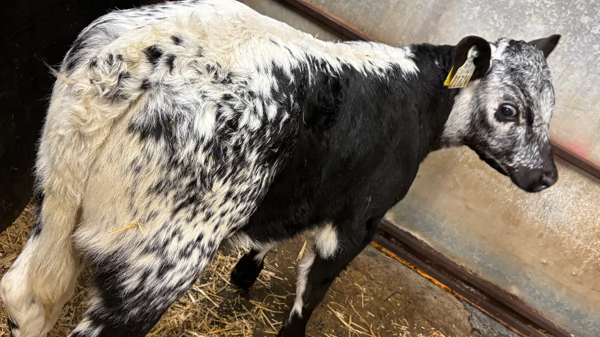 ⭐️ Super Speckled Park Heifer Calf ⭐️ - Image 2