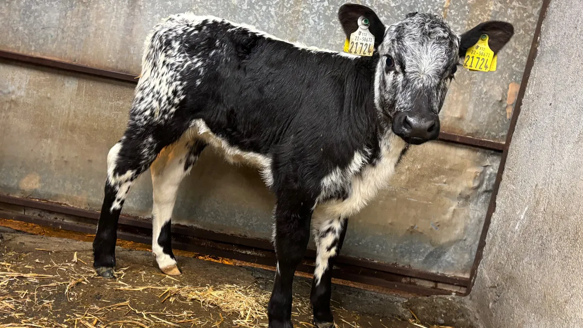 ⭐️ Super Speckled Park Heifer Calf ⭐️ - Image 1