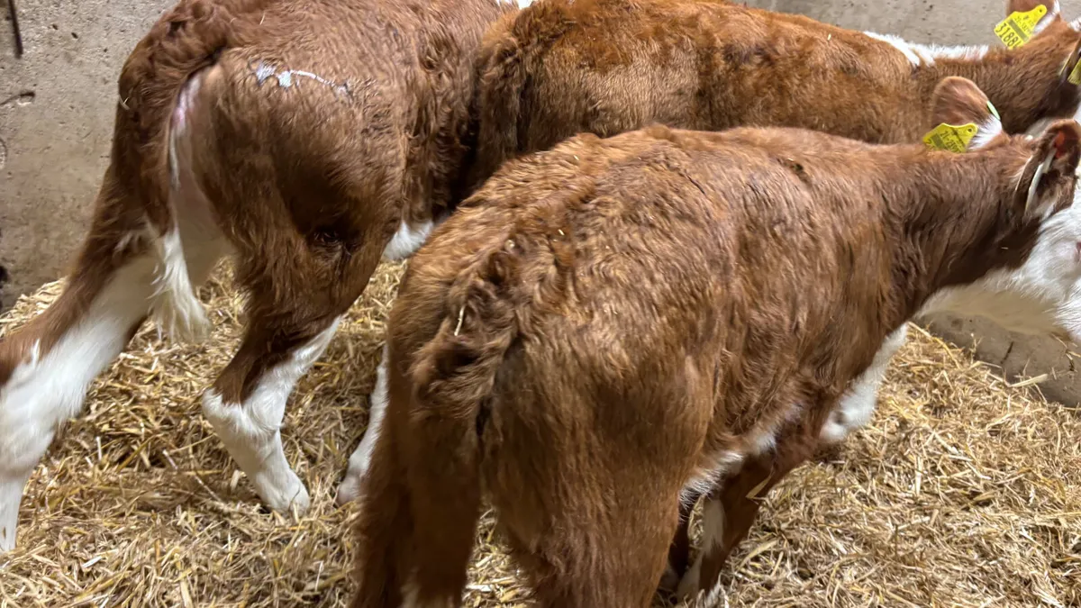 3 Super Red White Head Heifer Calves - Image 4