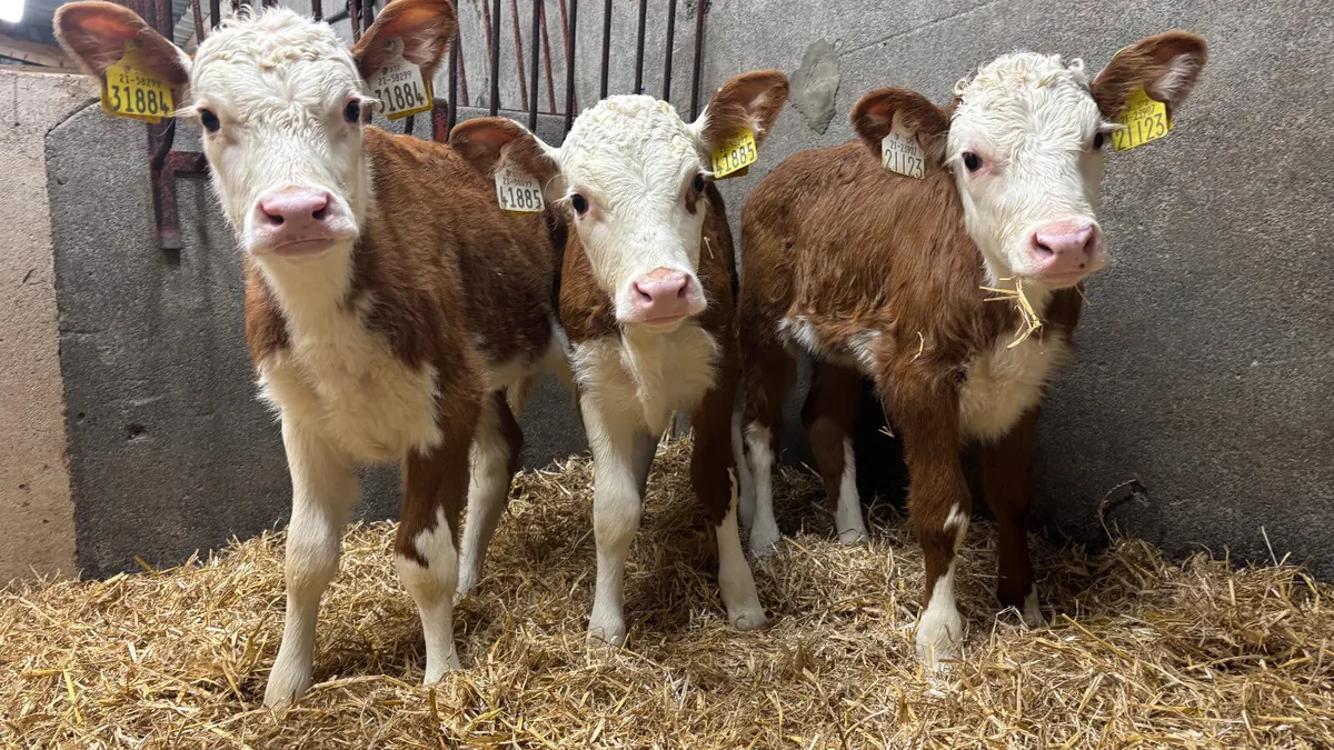 3 Super Red White Head Heifer Calves - Image 1