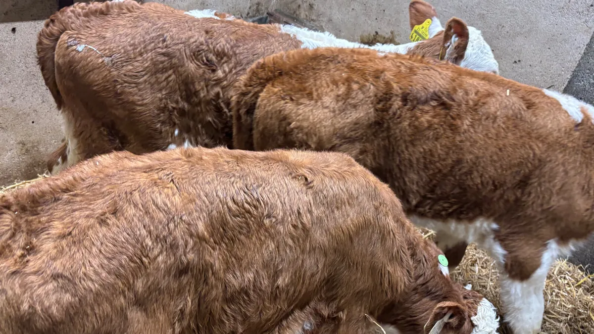 3 Super Red White Head Heifer Calves - Image 2
