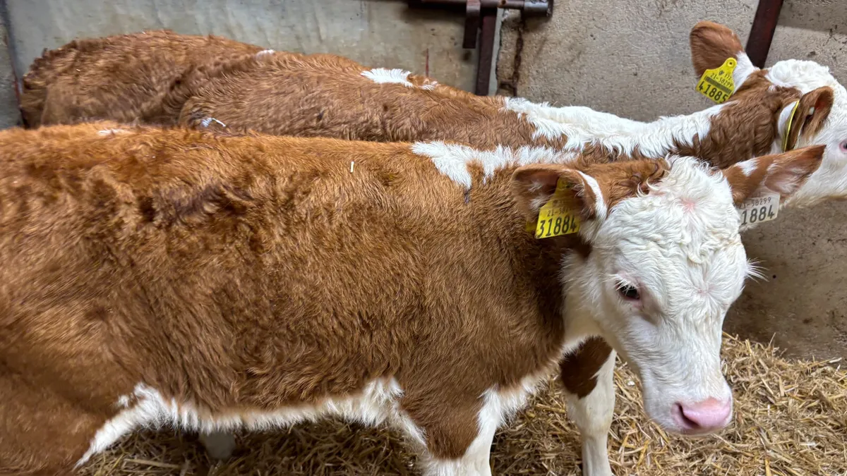 3 Super Red White Head Heifer Calves - Image 3