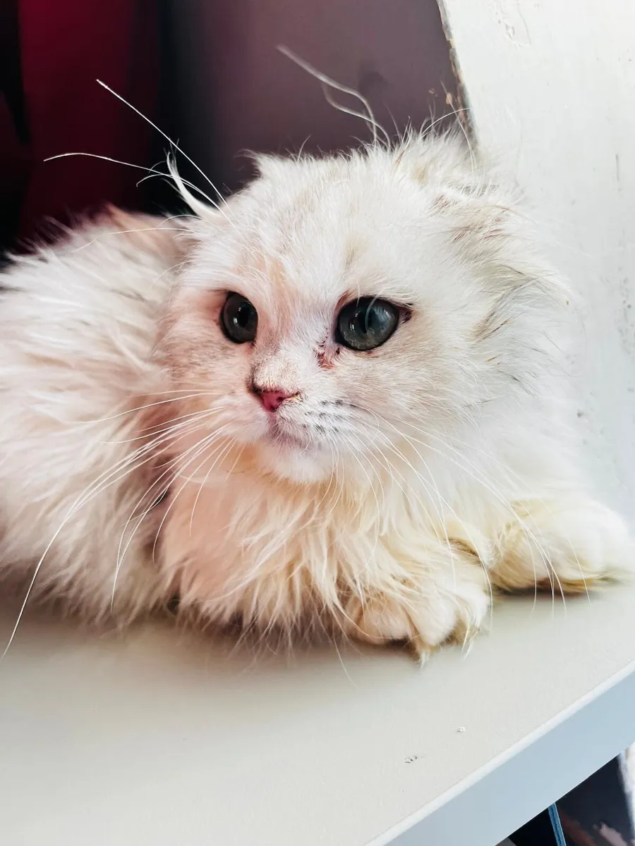 Purebred Highland Fold Kitten - Image 1