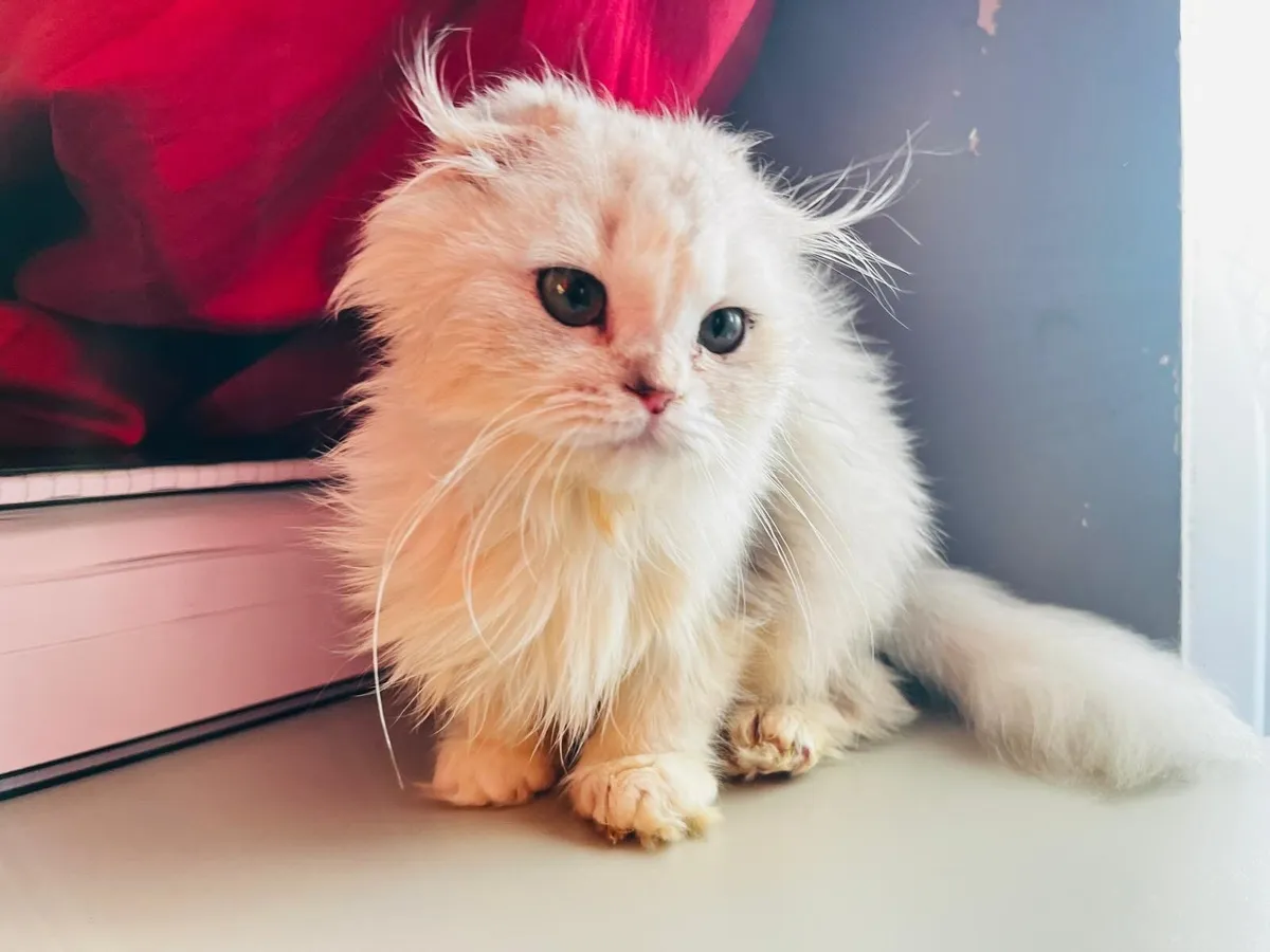 Purebred Highland Fold Kitten - Image 2