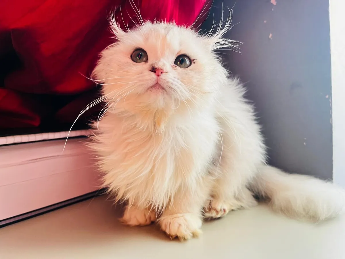 Purebred Highland Fold Kitten - Image 3