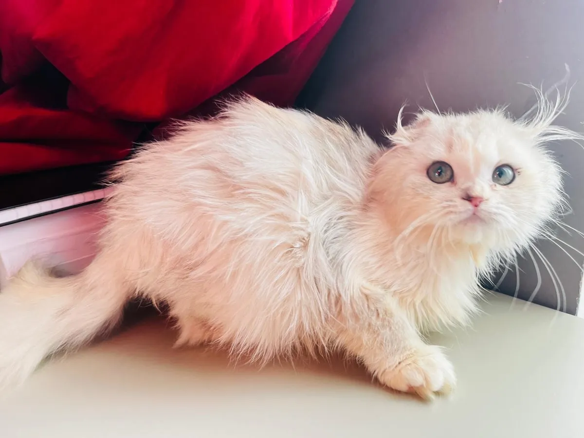 Purebred Highland Fold Kitten - Image 4